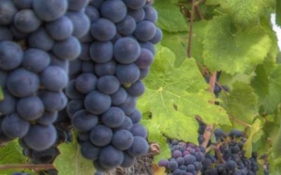 Sweet Earth Vineyards Grapes: Bursting with Flavor and Vineyard Essence