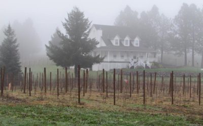 Sweet Earth Vineyards Farm: Cultivating Excellence in Every Grape