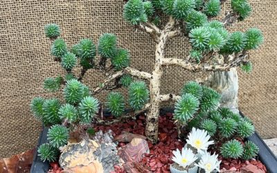 Breathtaking Bonsai Collection at Plantasies - Miniature Wonders