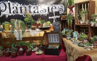 Plantasies Green Store: Bringing Nature's Beauty to Your Home