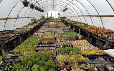 Plantasies Greenhouse: A Haven of Botanical Splendor