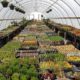 Plantasies Greenhouse: A Haven of Botanical Splendor